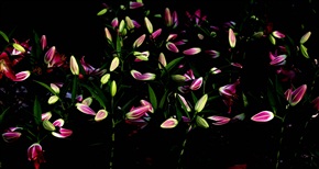 蕾蕾发光