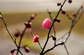 红梅花开