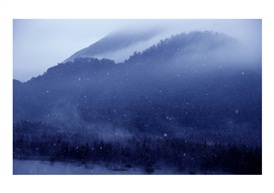 大雪笼罩红杉林