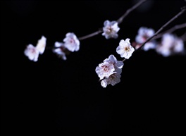 梅