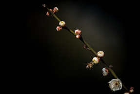 桃花劫