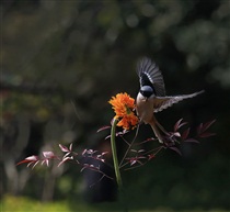 花蕊捕食虫