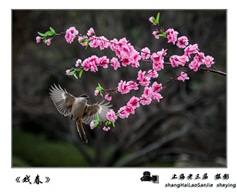 《戏春》