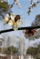 蜂之恋