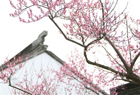 春跃宅檐