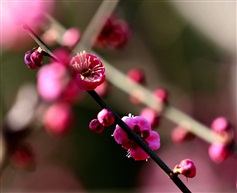 红梅报春