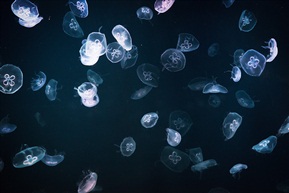 水母