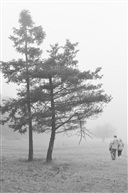 草原雾松