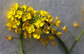 蜜蜂与菜花