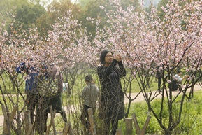 桃花盛开