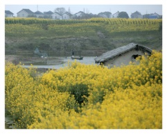 乡村风景