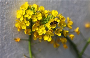 蜜蜂与菜花