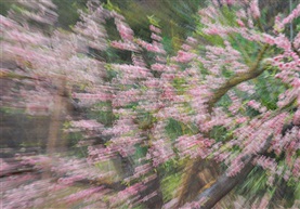 桃花源