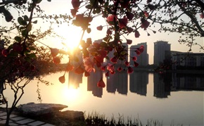 海棠夕阳