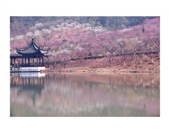 十里芳华