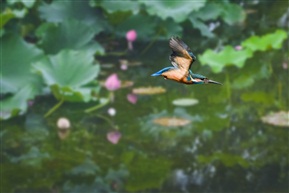 荷塘小翠