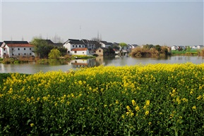 油菜花开