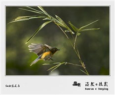 红肋蓝尾鸟