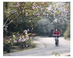 春之花
