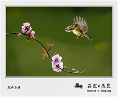 花香鸟舞