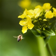 蜂蝶恋花