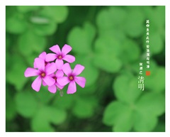 《春之韵》