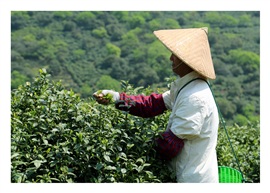 茶农2