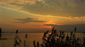 夕阳醉