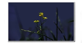 油菜花开一枝秀