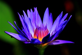 美丽的花仙子