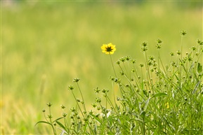 野花