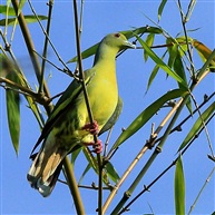 橙胸绿鸠