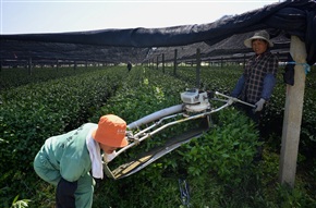 最后一批春茶