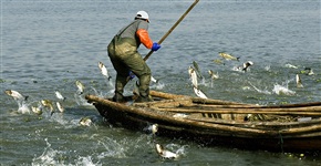 《水乡生活》