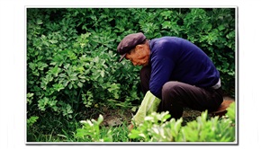 春忙三分自留地