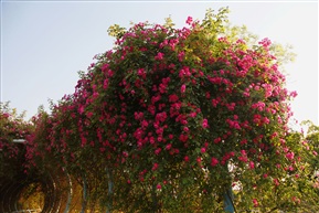 蔷薇花开