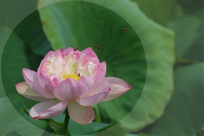 荷