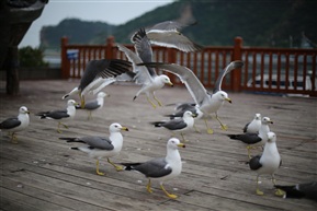 海鸥