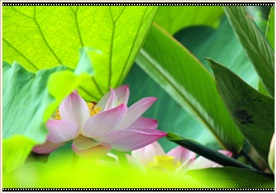 夏之荷2