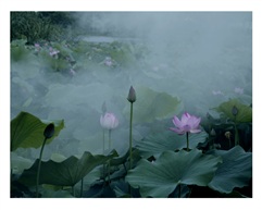 《荷》