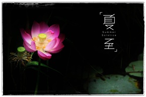 夏荷