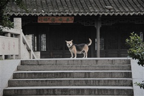 犬