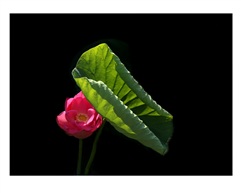 《红花绿叶》