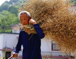 收获