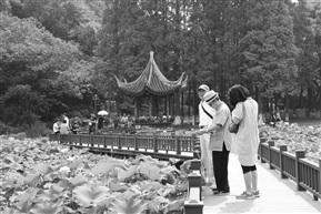 画荷