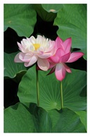 荷
