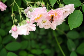 采蜜