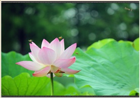 夏之荷3