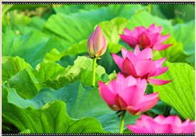 夏之荷4