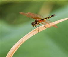 蜻蜓